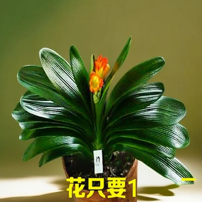 君子兰盆栽带花苞老苗四季开花好养花卉植物室内绿植圆头和尚小苗