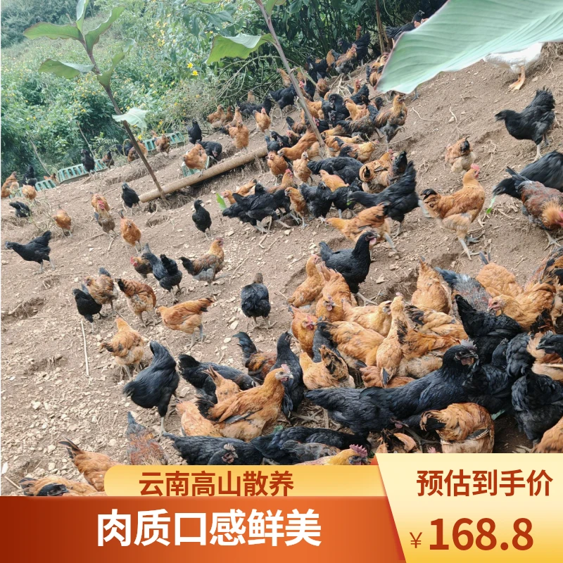 云南云牧王壮鸡-整鸡 6斤以上 肉质鲜美 顺丰包邮路损