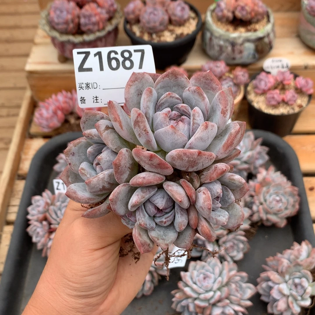 Z1687 星影石榴籽紫心 有砍 国庆福利