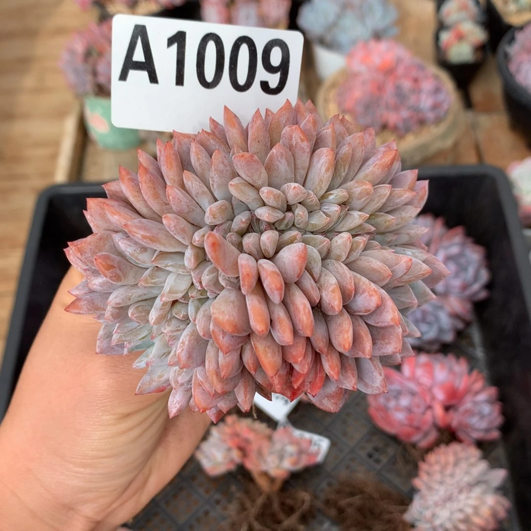 A1009 雪天使缀化 清仓价