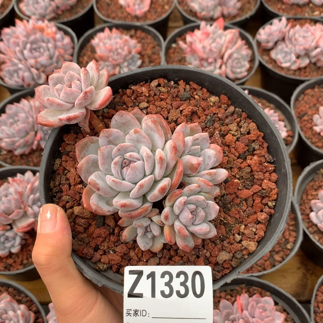 Z1330 老子 专拍橙梦露老桩小树 有摘心