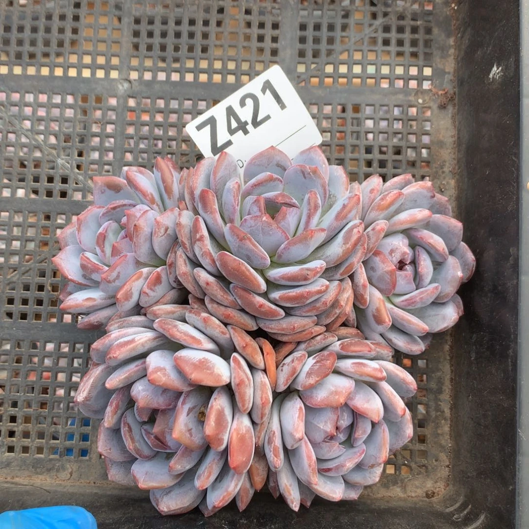 Z421 星影群生老桩 17cm