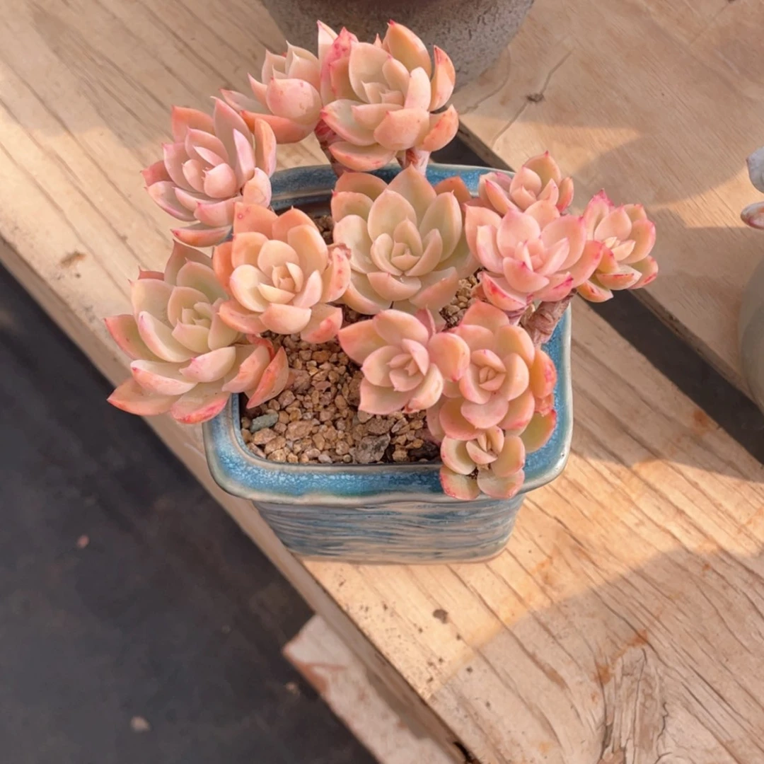 【闪购商品】半****?丝绸面纱多肉