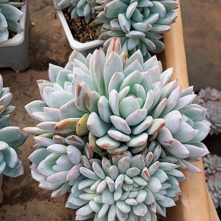 凪**卄橙梦露朵朵多肉植物