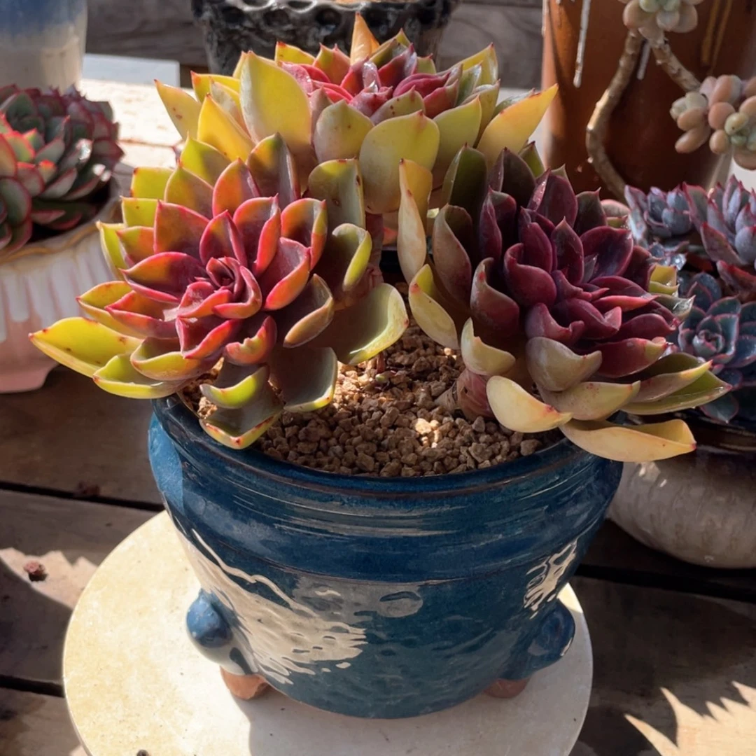 【闪购商品】罗**大杰克琼斯