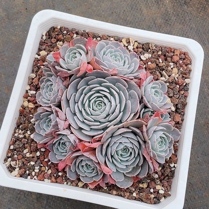 天赐手捧多肉植物