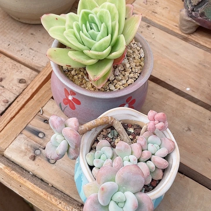 庙****行冰玫瑰和红洛神多肉