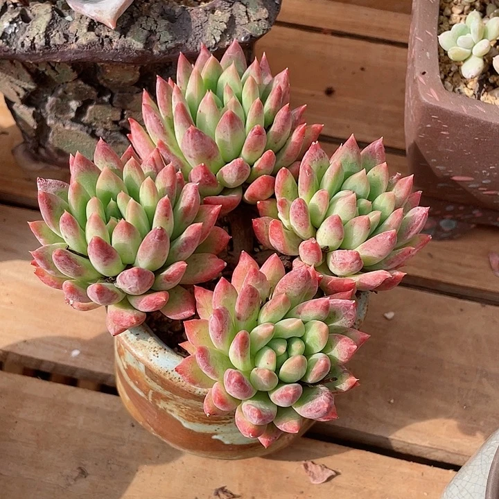 冰心公主多肉植物