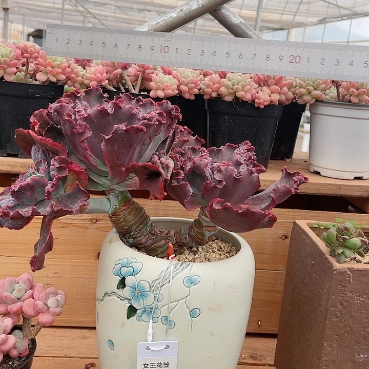 O*女王花笠多肉植物