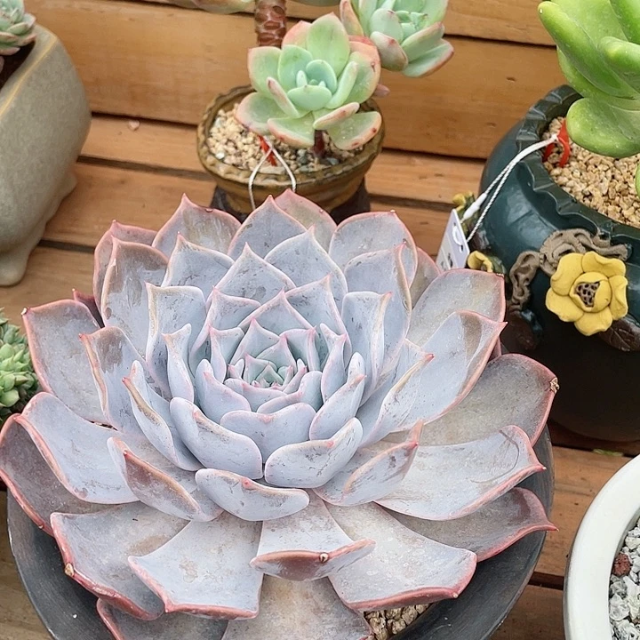 爬***鼠露西娜多肉植物