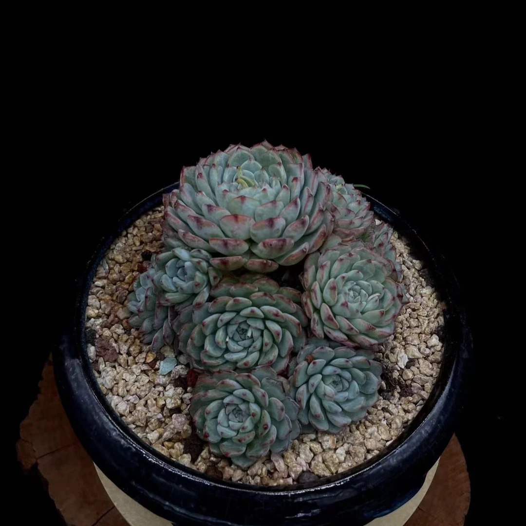 蓝姬莲手捧 老桩多肉植物 一物一拍