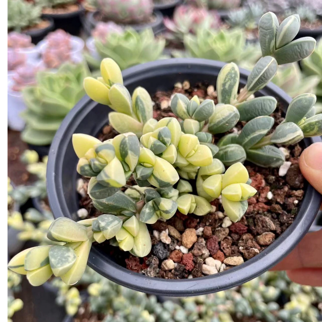 鹿角海棠锦 群生多肉植物 量拍链接 冠幅11厘米