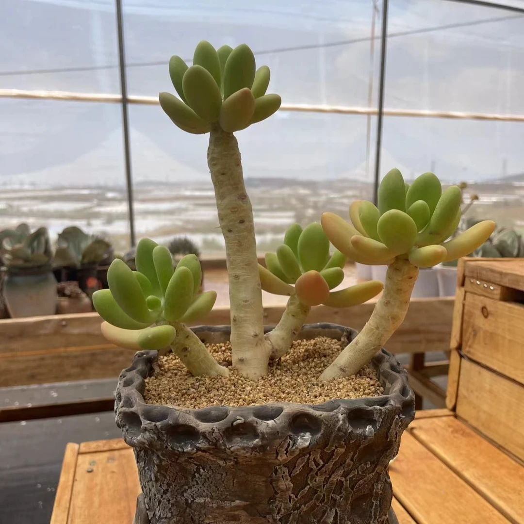 金蟾 精控老桩 群生 多肉植物 一物一拍 不含盆
