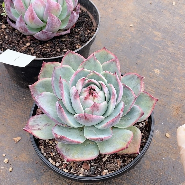 铭*哥惊鸿仙子d多肉铭