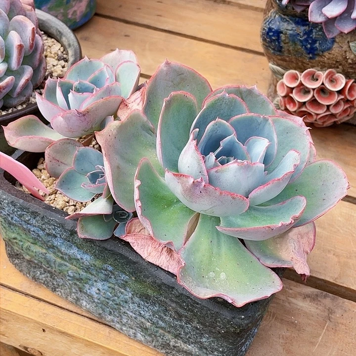 1****)达芬奇密码多肉