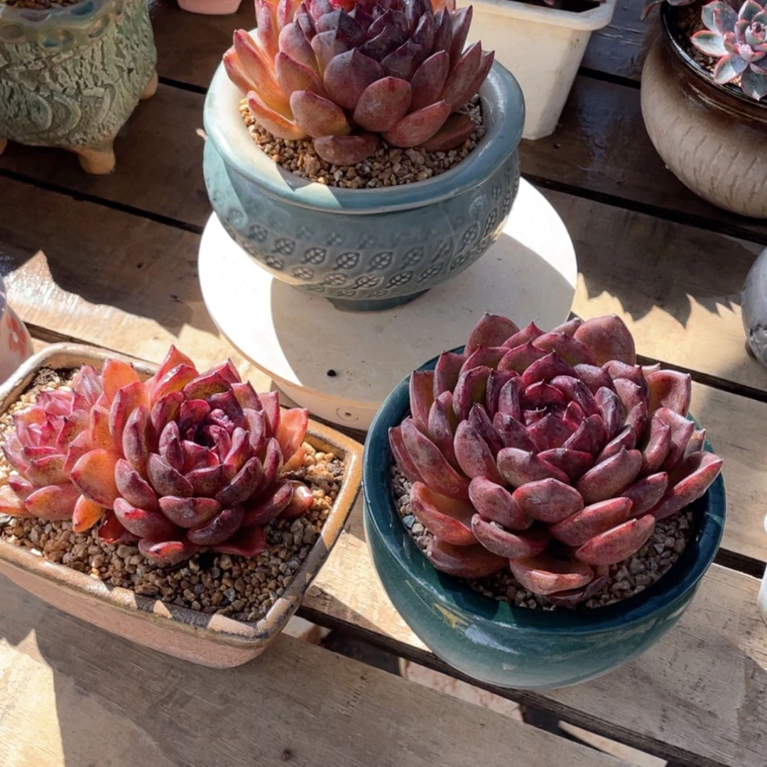 【闪购商品】罗**大黑水晶玫瑰