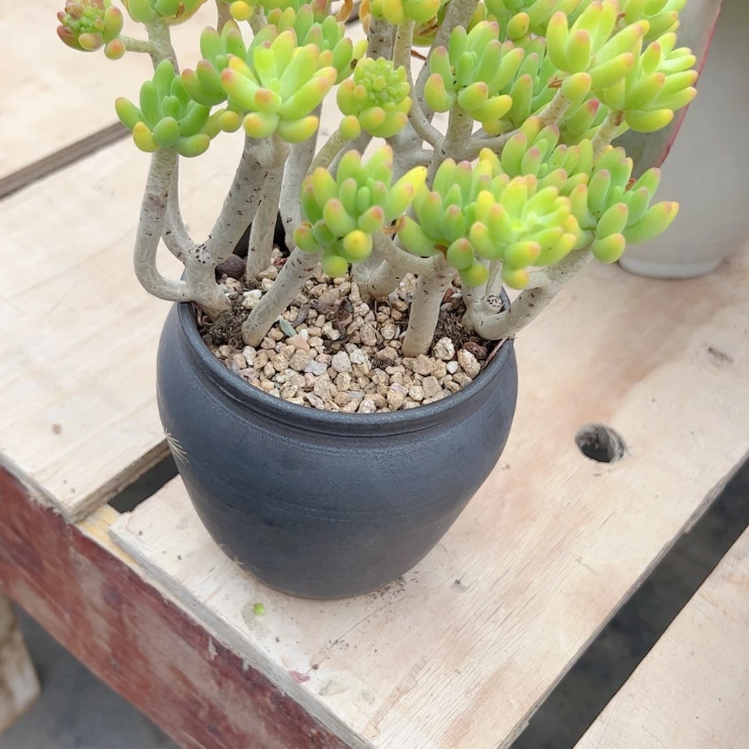 【闪购商品】放***笑八千代多肉