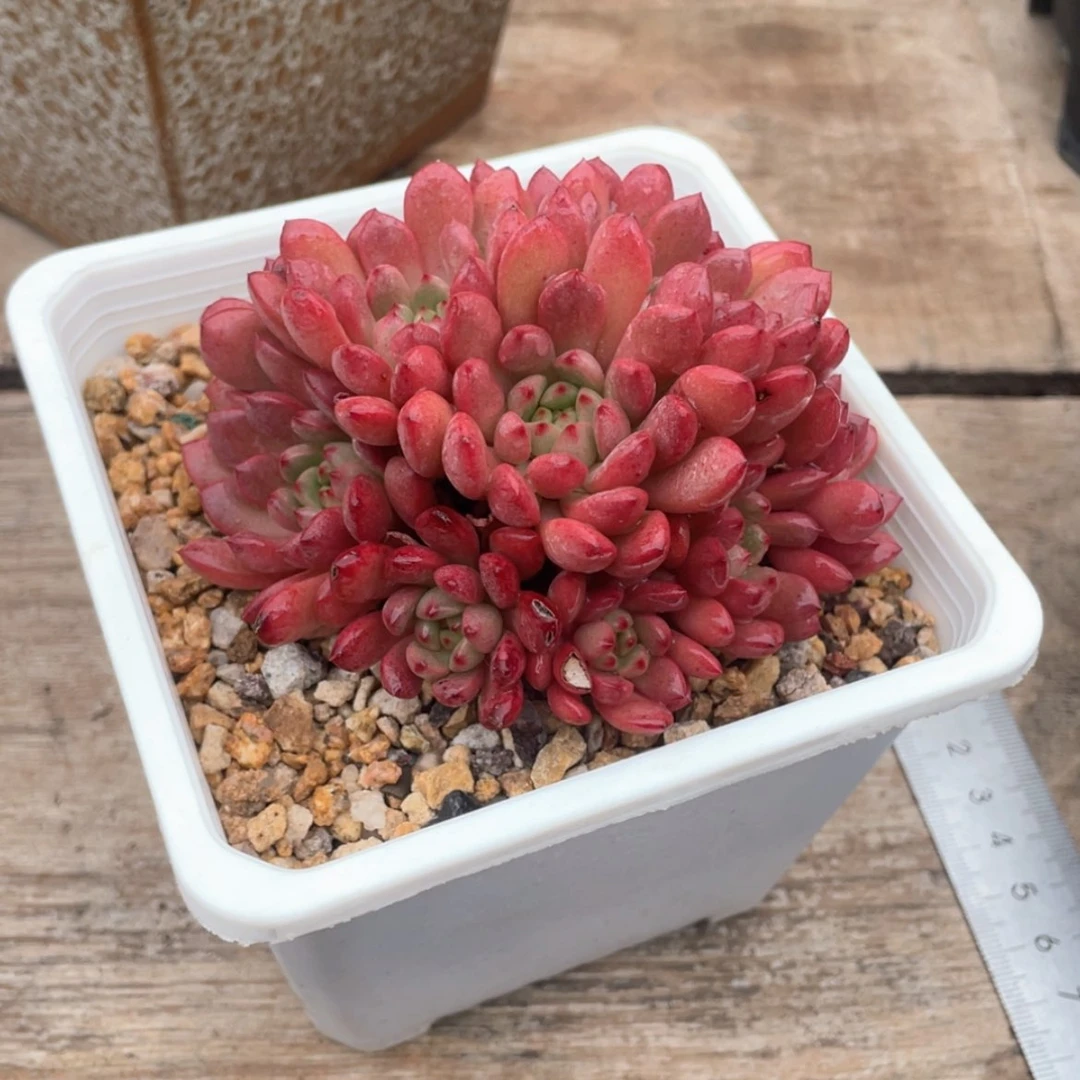 【闪购商品】颜*红宝石带盆