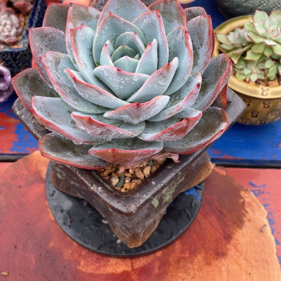 【闪购商品】淡*布鲁蓝