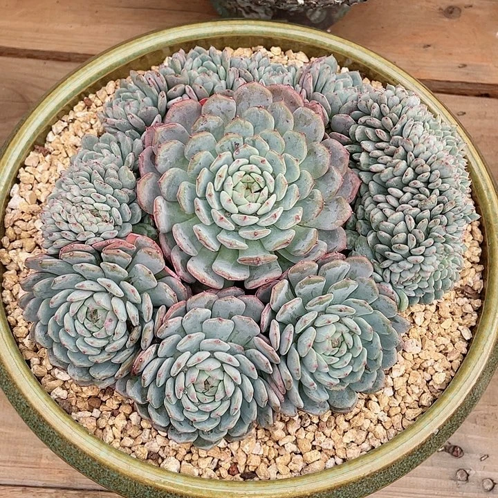 白胖子群生多肉植物