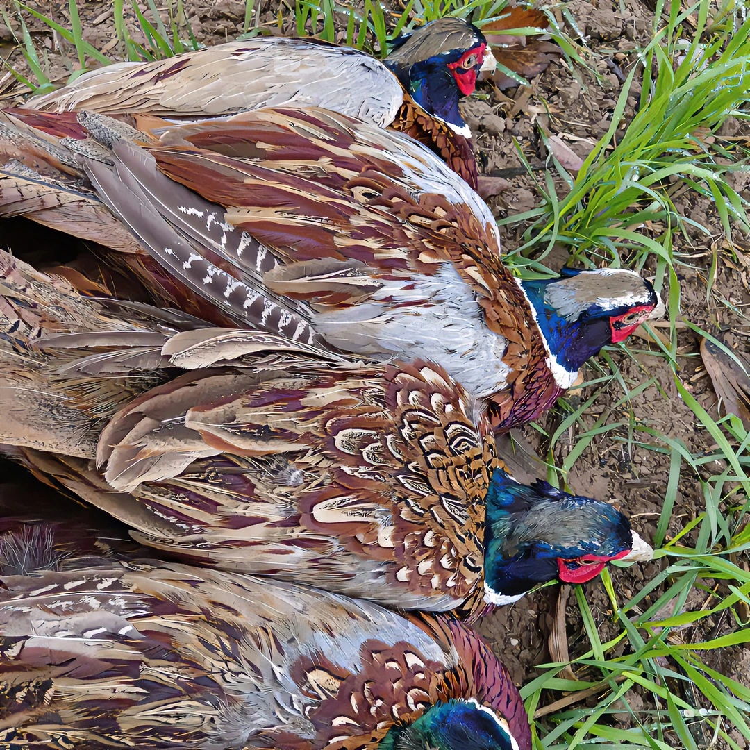 正宗七彩山鸡公鸡母鸡顺丰快递
