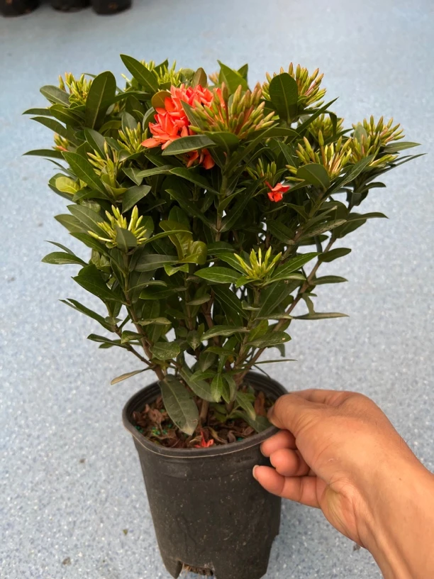 【带花苞】龙船花绣球花绿植四季开花盆栽庭院阳台植物花卉