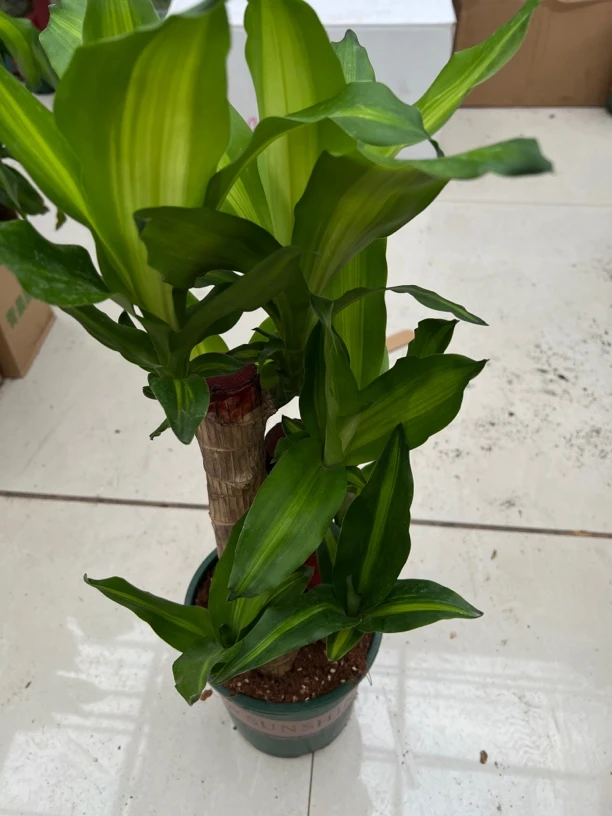 巴西木土培正品带芽带叶室内绿植盆栽四季常青
