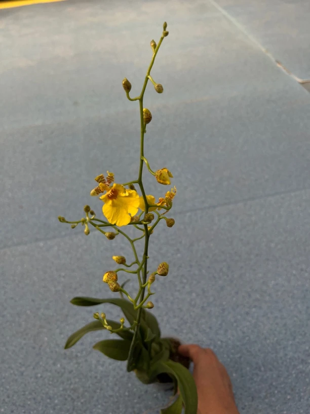 蜜糖跳舞兰文心兰盆栽带花苞高档室内客厅好养绿植物