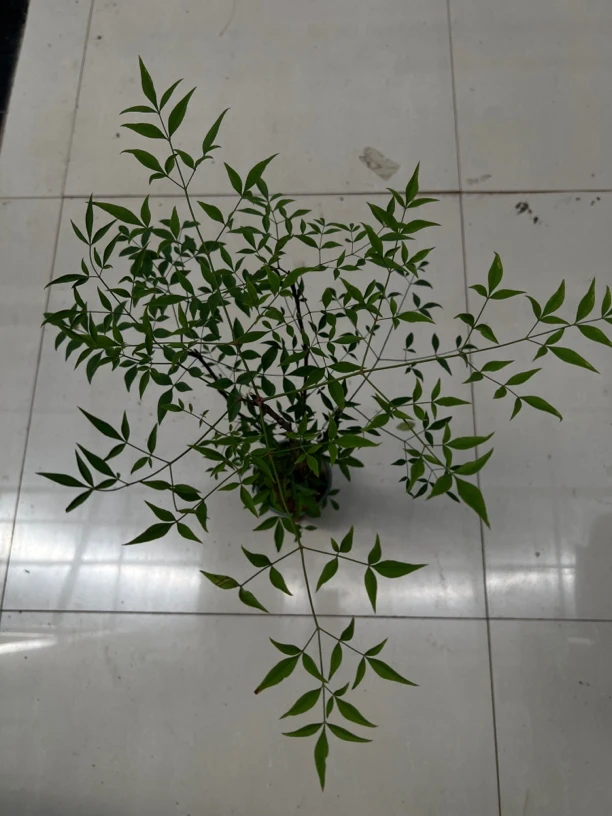 南天竹土培带根绿植盆栽北欧桌面室内植物新款