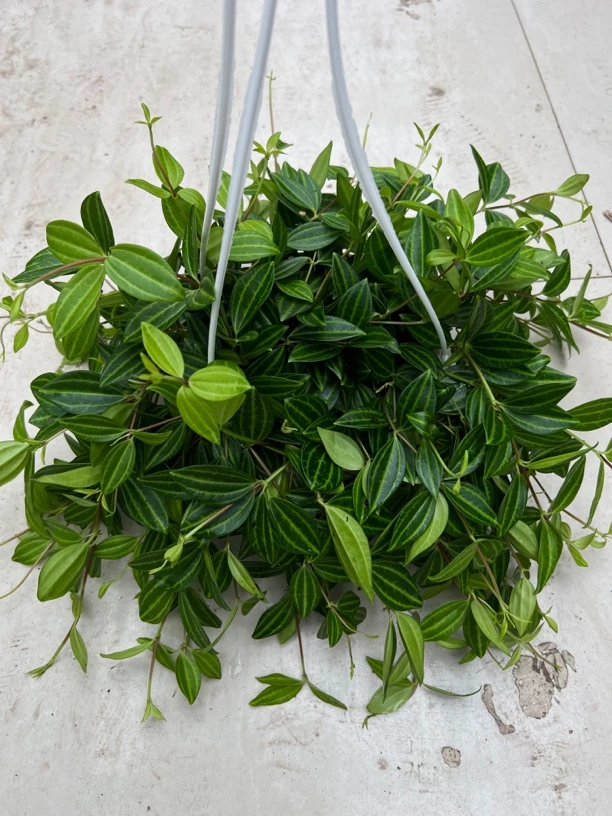 钻石翡翠吊兰盆栽植物花卉装修净化空气吸甲醛室内绿植