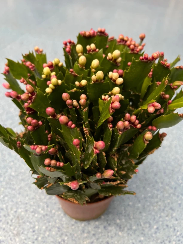 精品双色蟹爪兰盆栽花苞多多肉绿植四季开花好养