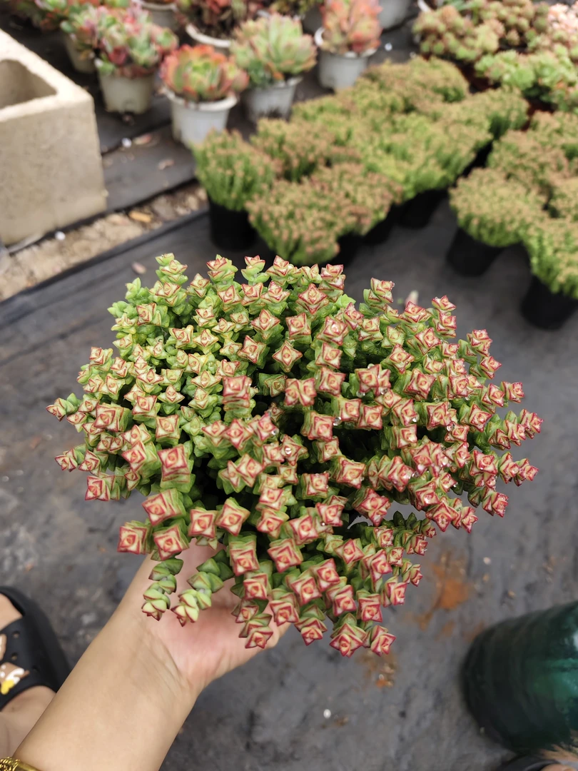 【小明星】多肉植物【满9.9包邮】阳台露台办公室盆栽 新手好养