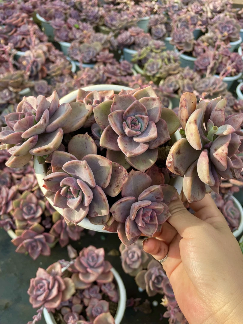 【彩虹糖】多肉植物【满9.9包邮】阳台露台办公室盆栽 新手好养