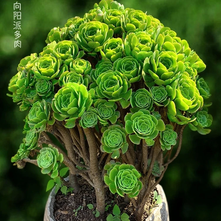 绿羊绒法师多肉植物稀有精品盆栽花园大颗好养种植绿色