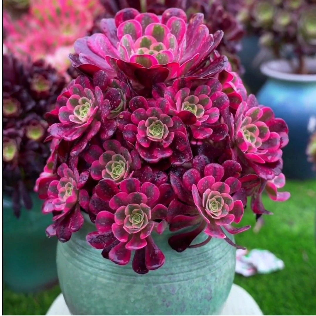 美杜莎精品多肉植物法师锦粉女巫好养超大颗肉肉老桩花卉盆栽大号