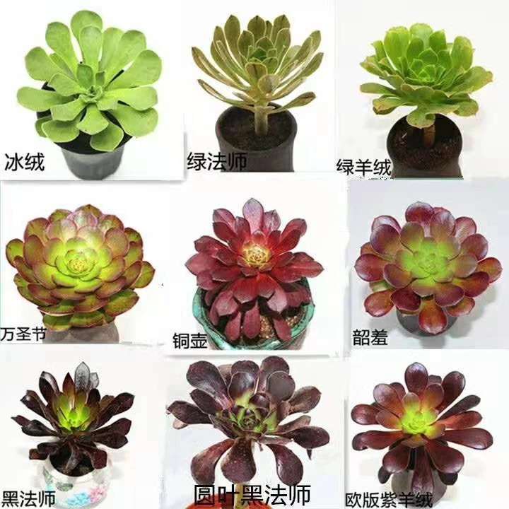 9.9包邮法师多肉组合福利一元一颗单头品种大全高档肉肉特价清仓