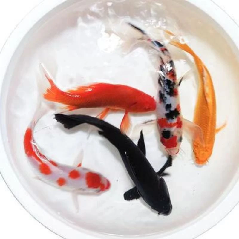 小金鱼观赏鱼锦鲤鱼活体火鲤冷水鱼小鱼观赏鱼饲养金鱼活鱼
