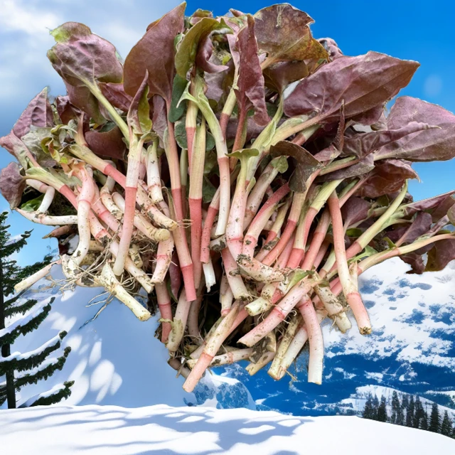 新鲜现采折耳根嫩叶鱼腥草凉拌蔬菜食用叶菜生拌湖北宜昌当阳