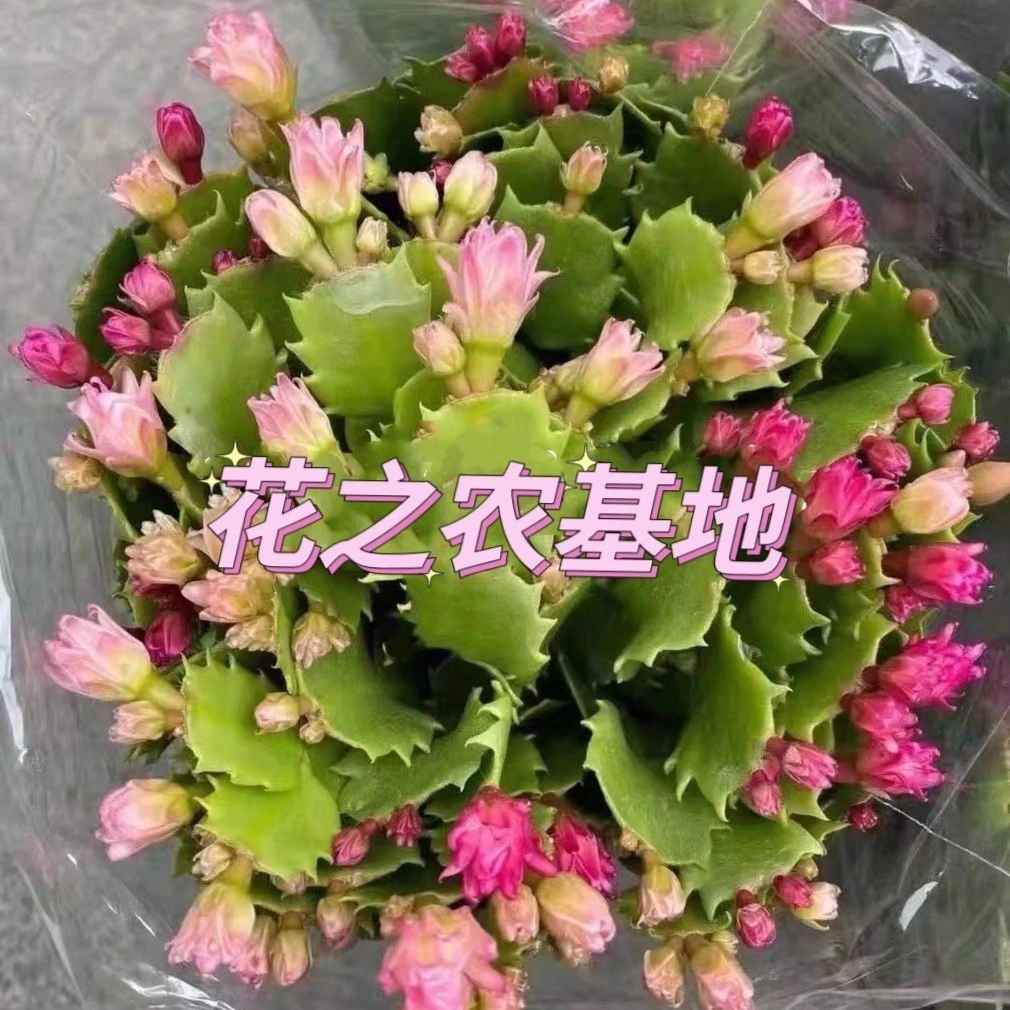 名贵爆米花蟹爪兰 多色蟹爪兰 稀有品种 量少