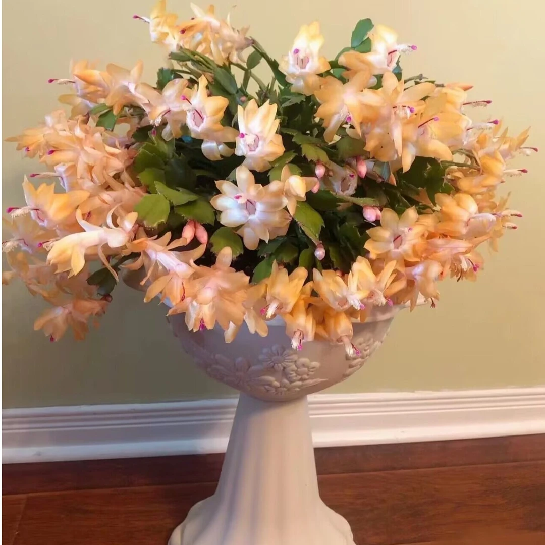 索菲亚黄金蟹爪兰盆栽带花苞四季绿植花卉植物室内开花好养