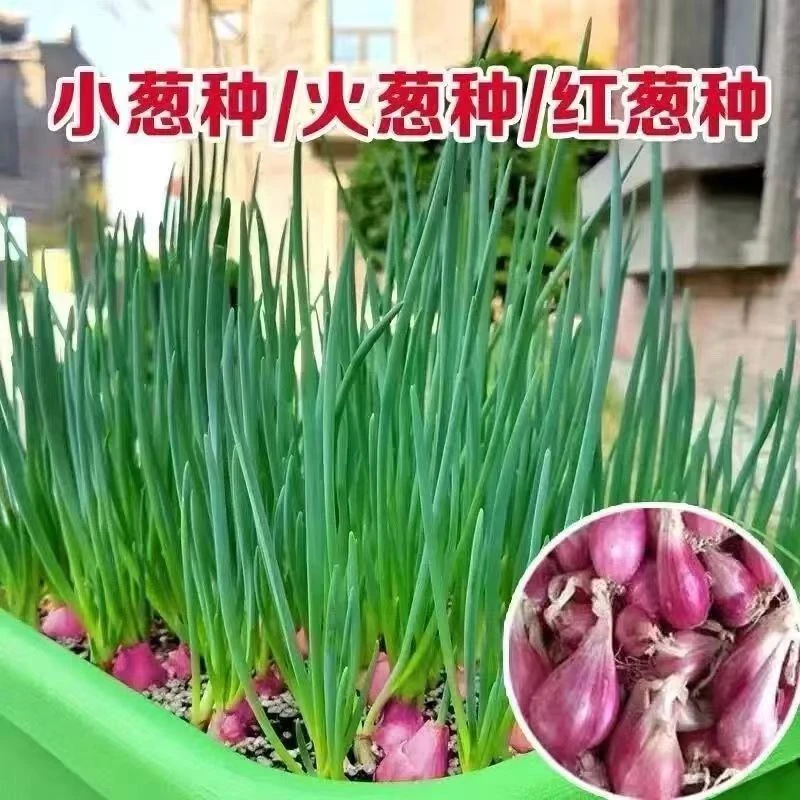【开春新品】【秋冬新种】浓香型新货四季小香葱阳台庭院室外蔬菜