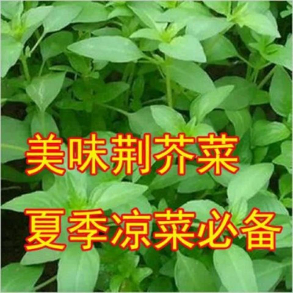 【开春大促】【7天出芽】【秋播亏冲】大叶荆芥种子阳台盆今年新品