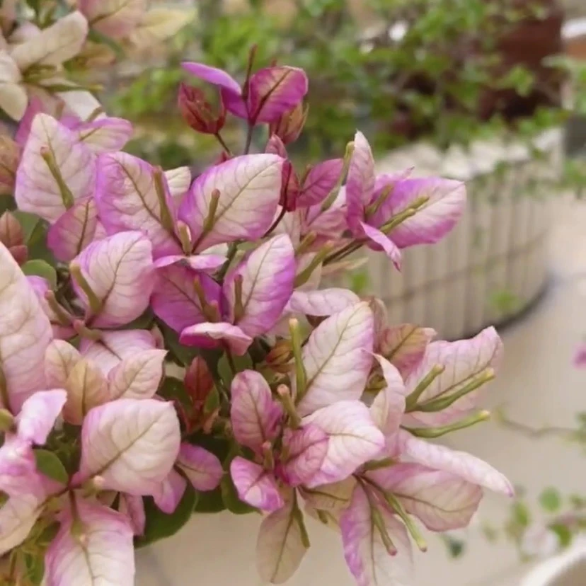 【抹茶】品种三角梅花卉勤花四季开花基地直发