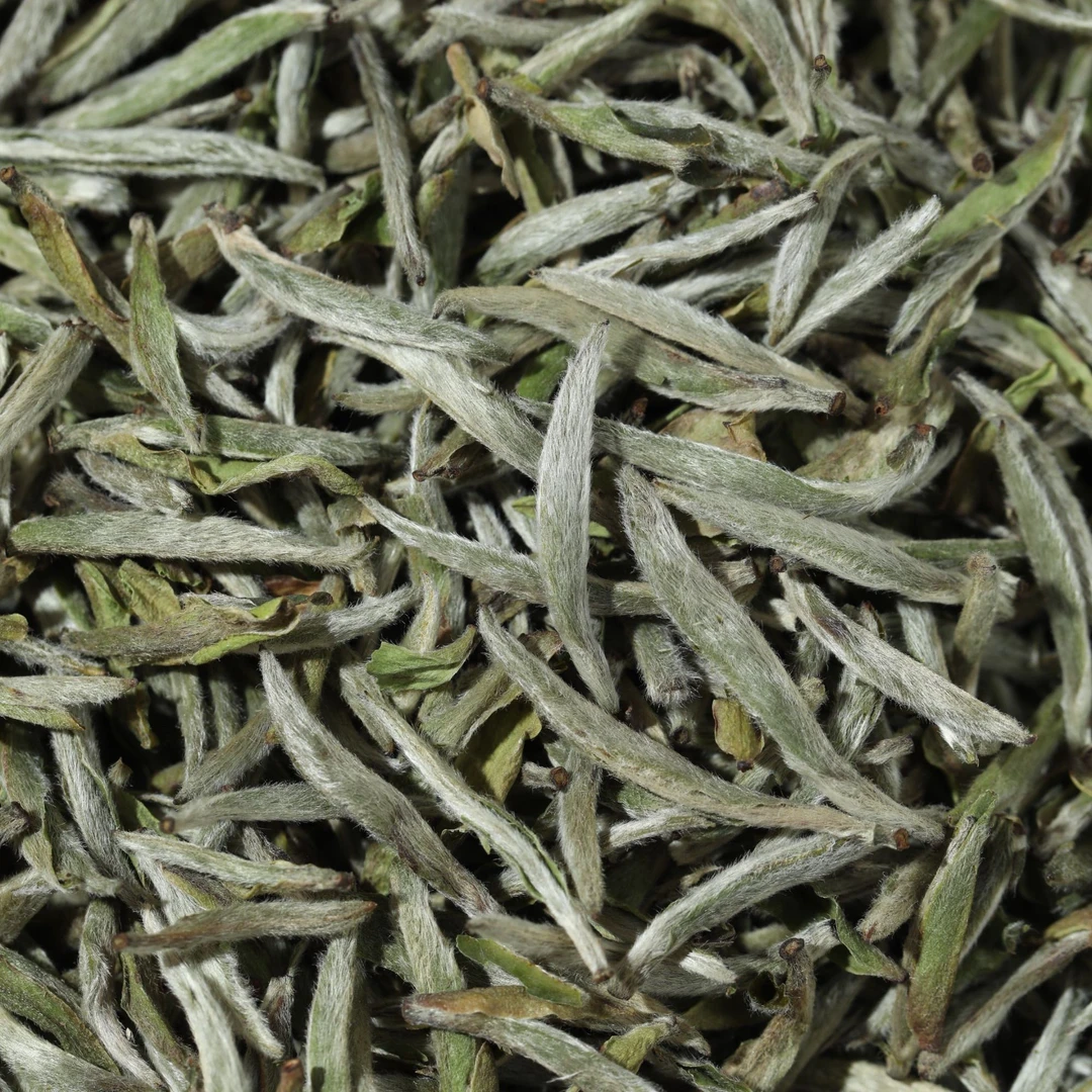 小雨品茶【王府山】 山25年荒野首日芽白毫银针500克/铝罐