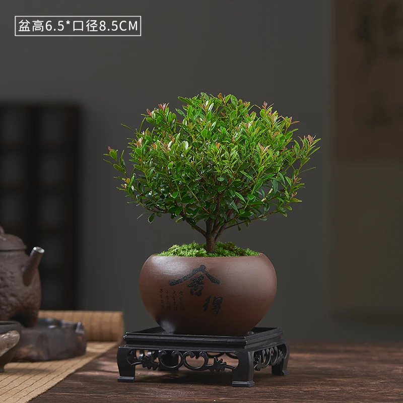 小叶赤楠老桩盆景苗植物花卉微景观水培办公室内好养四季常青盆栽