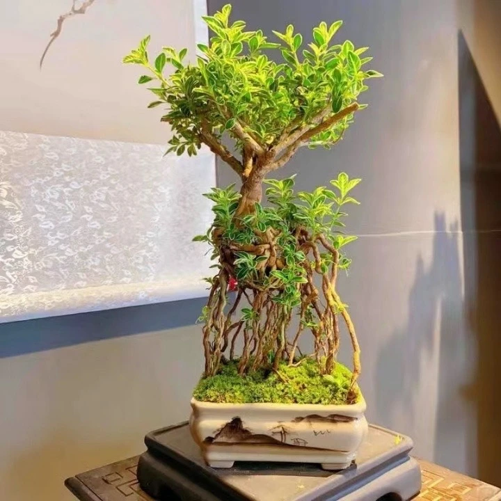 提根造型六月雪盆景小盆栽造型实物禅意小美庭院四季常青绿植