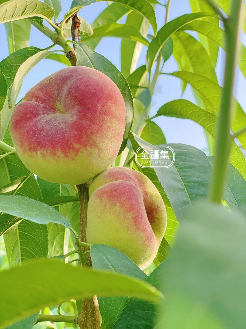 【顺丰空运】包邮新疆蟠桃子新鲜应季孕妇水果白肉蟠桃胜水蜜桃