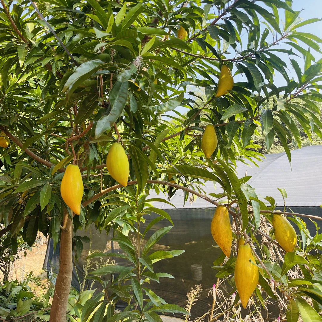 木瓜仙桃鸡蛋果苗多季开花结果盆栽地栽