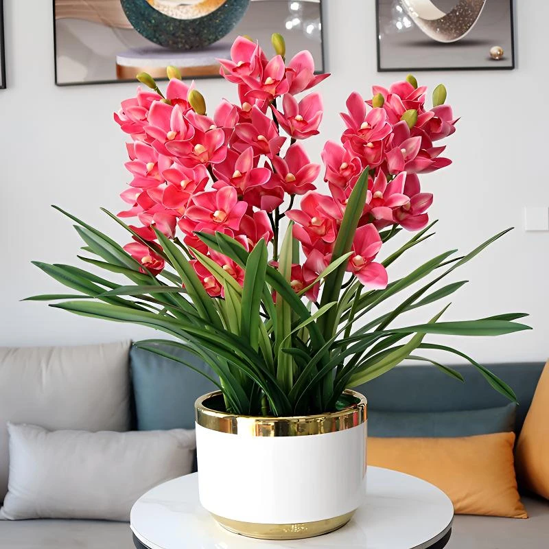 重瓣晚香玉种球浓香型夜来香种球阳台庭院室外花卉植物多年生花根