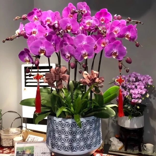 基地直发蝴蝶兰大苗四季开花盆栽花卉绿植办公室内盆景好养年宵花